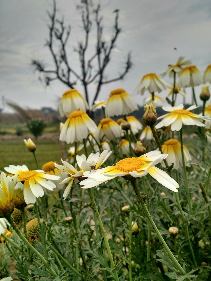 flowers