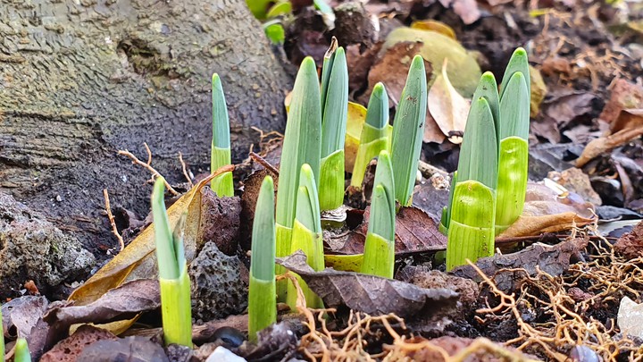 Frühling