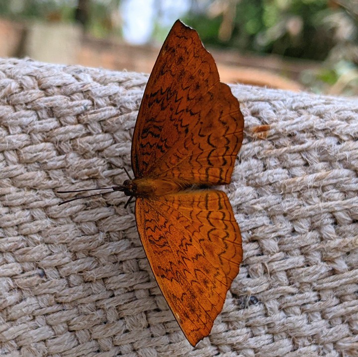 butterfly ?