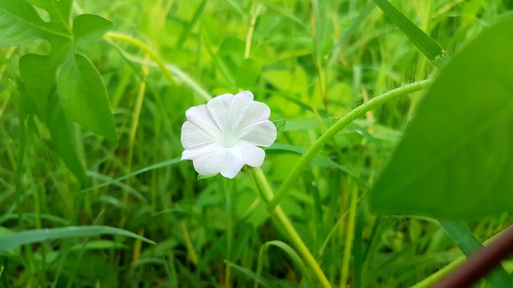 whiteflowers