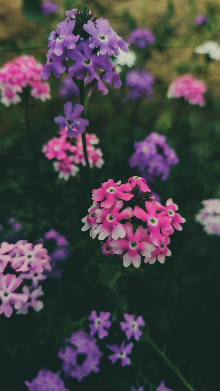 pink flower