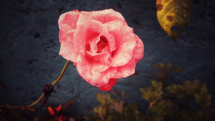 rose