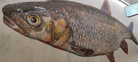רקעים Fish, city