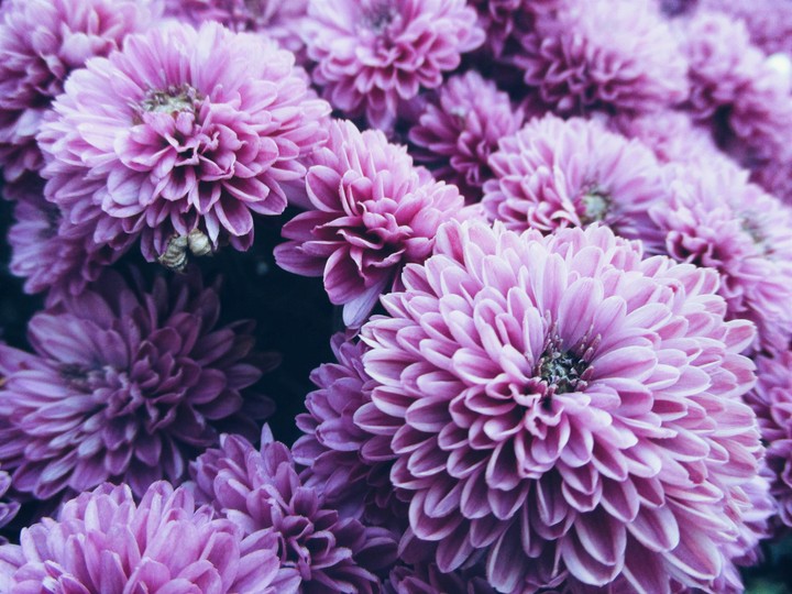 Beautiful Mums!