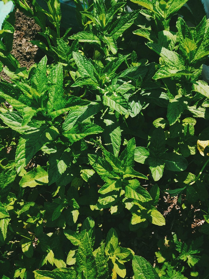 spearmint