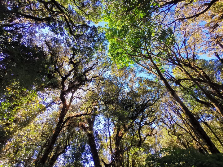 forest