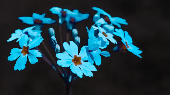 sky flowers