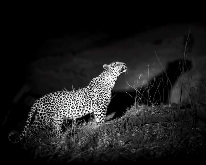 Leopard