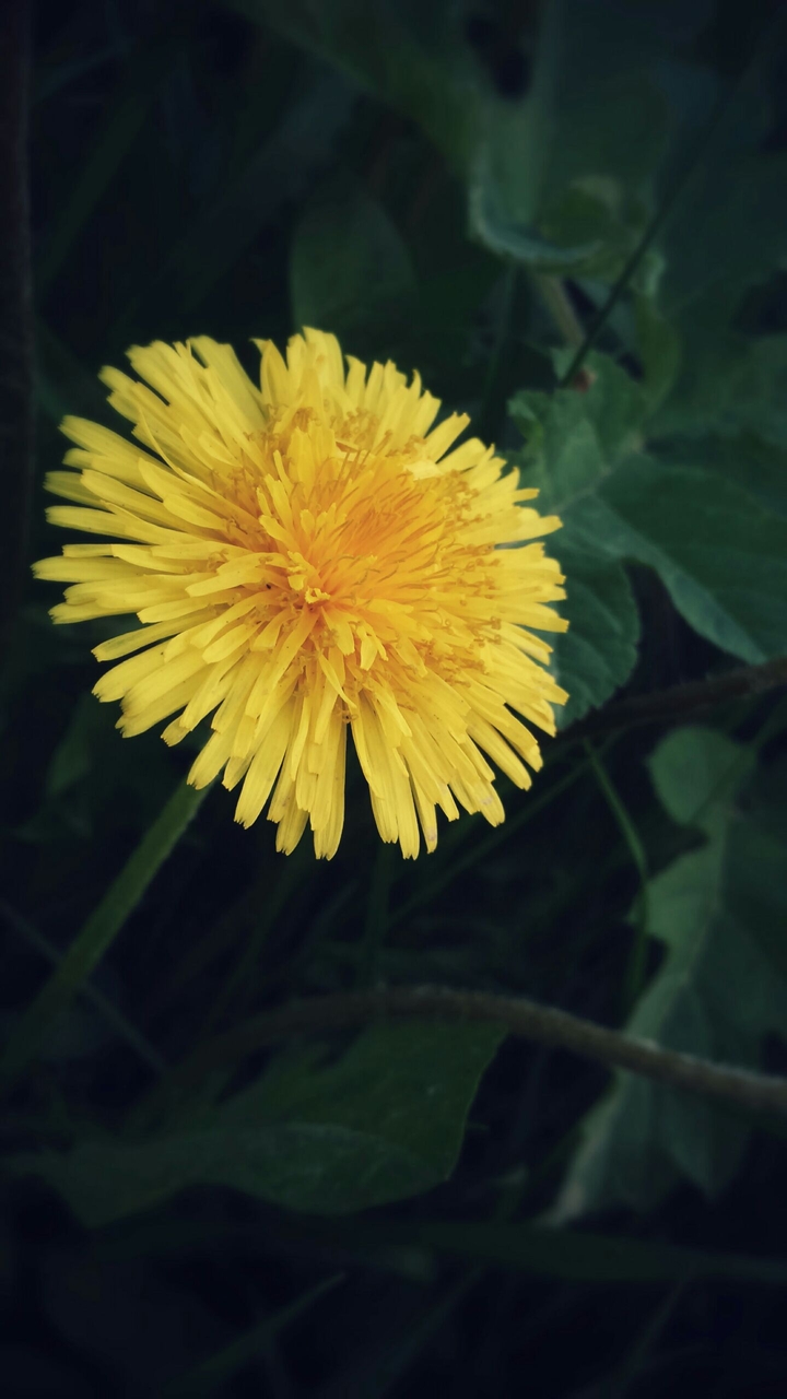 Plant