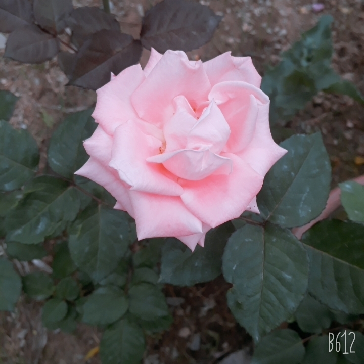 peach pink rose