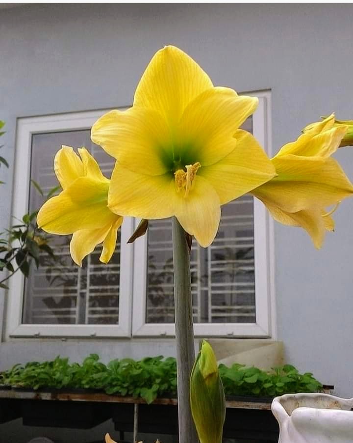 beauty