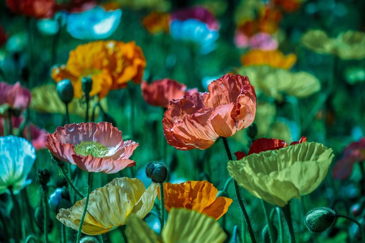 Flowers