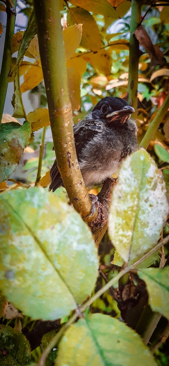 Beautiful baby bird