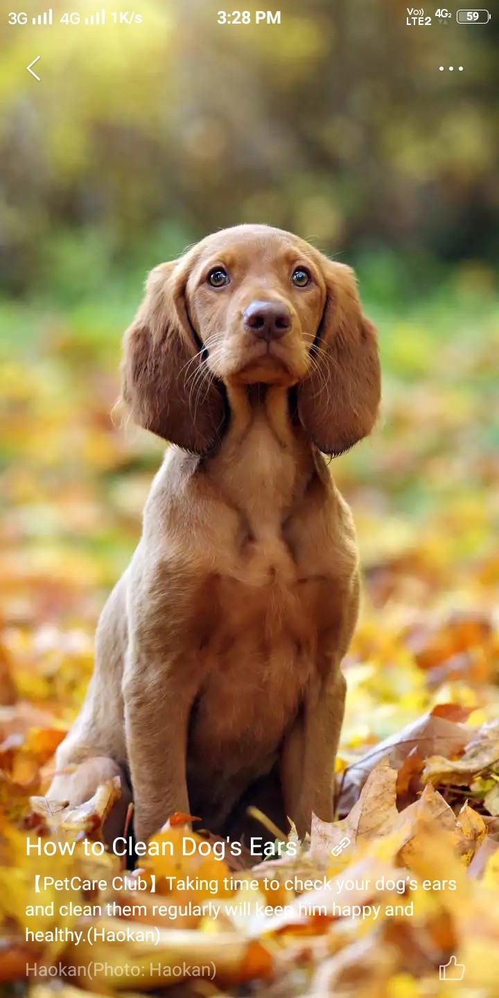 Dog