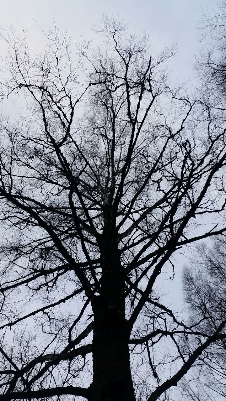 Another tree....
