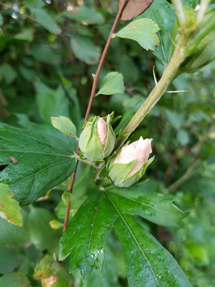 small buds