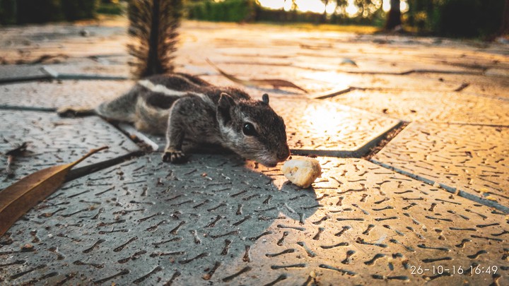 HUNGRY SQUIRREL