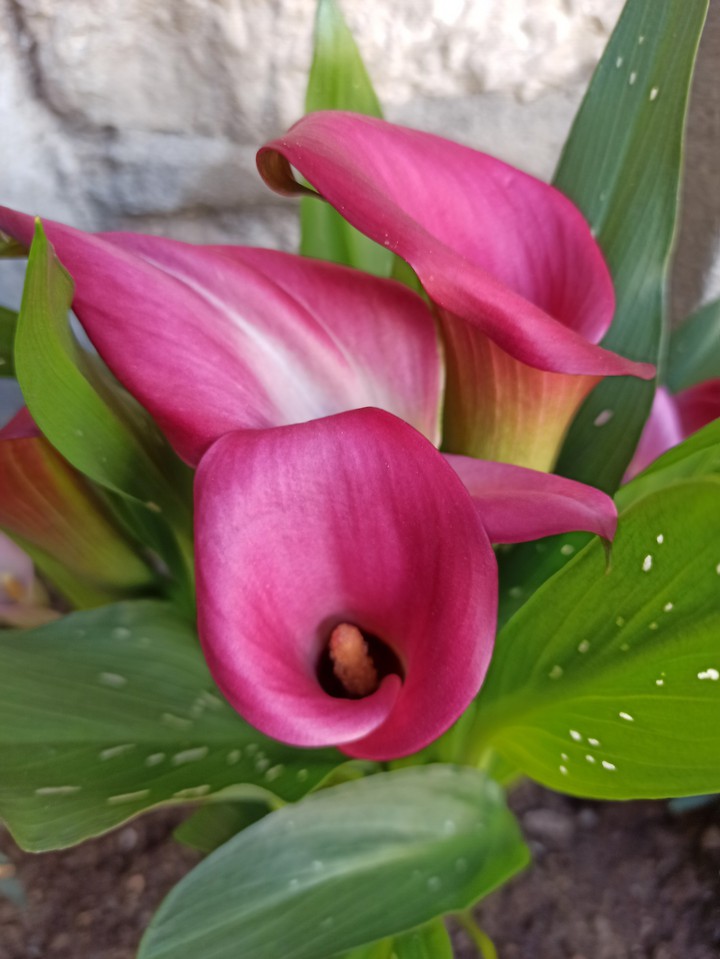 Fiore