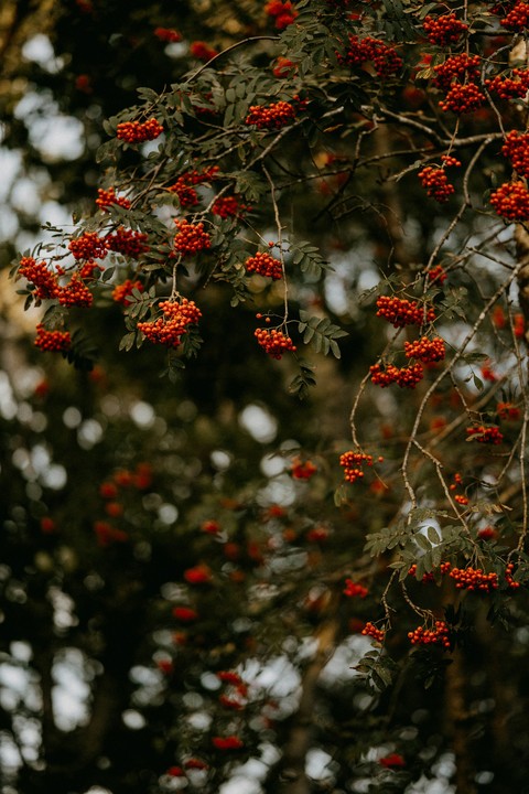rowan, produce háttérképek