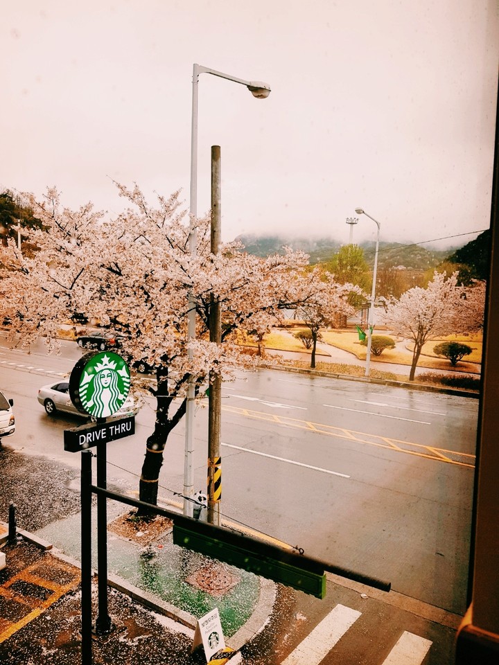 벚꽃과 커피