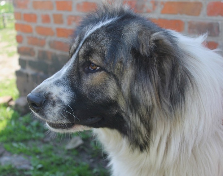 dog
