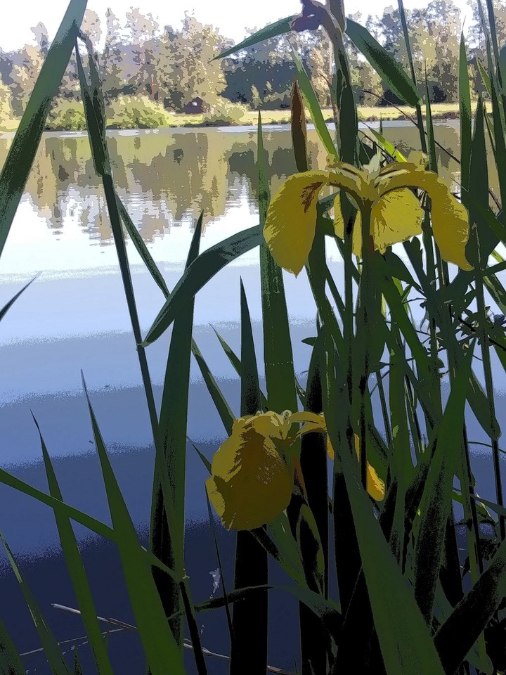 daffodil spring