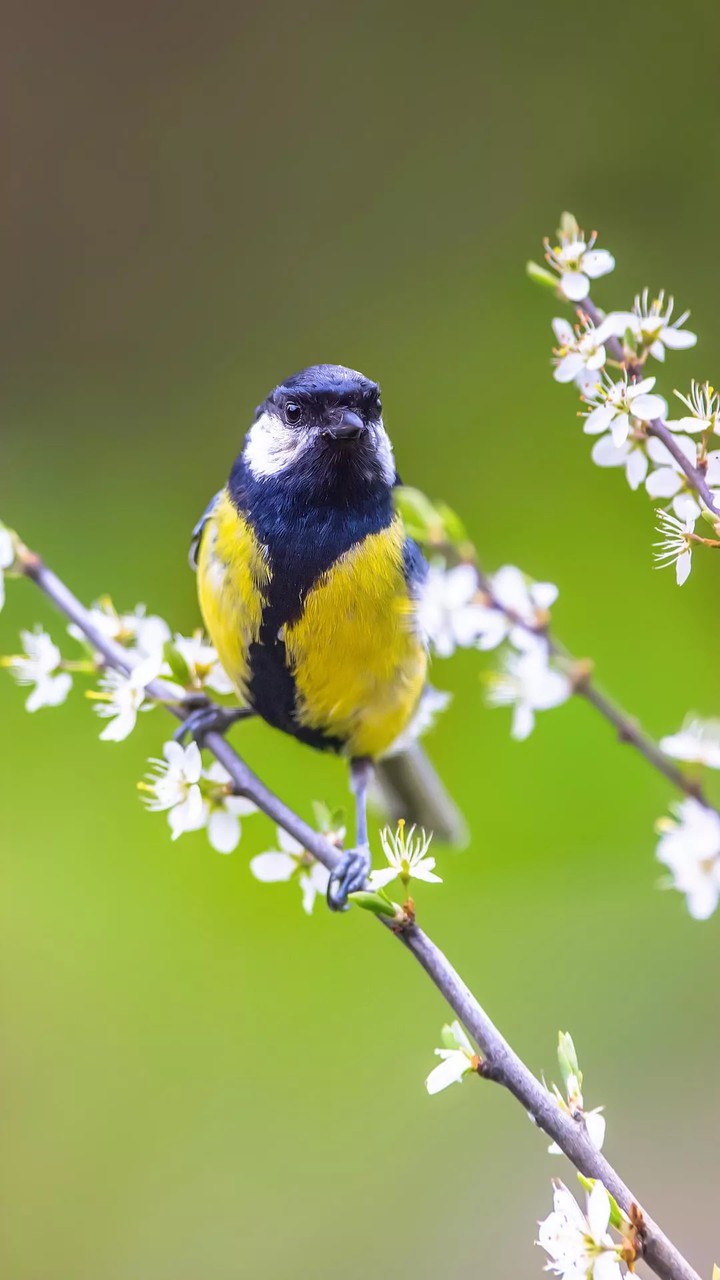 bird