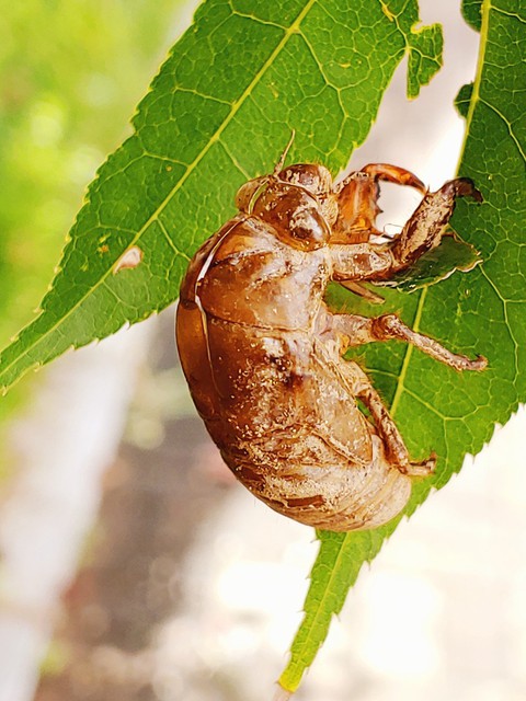 fonds d'écran plant, arachnid