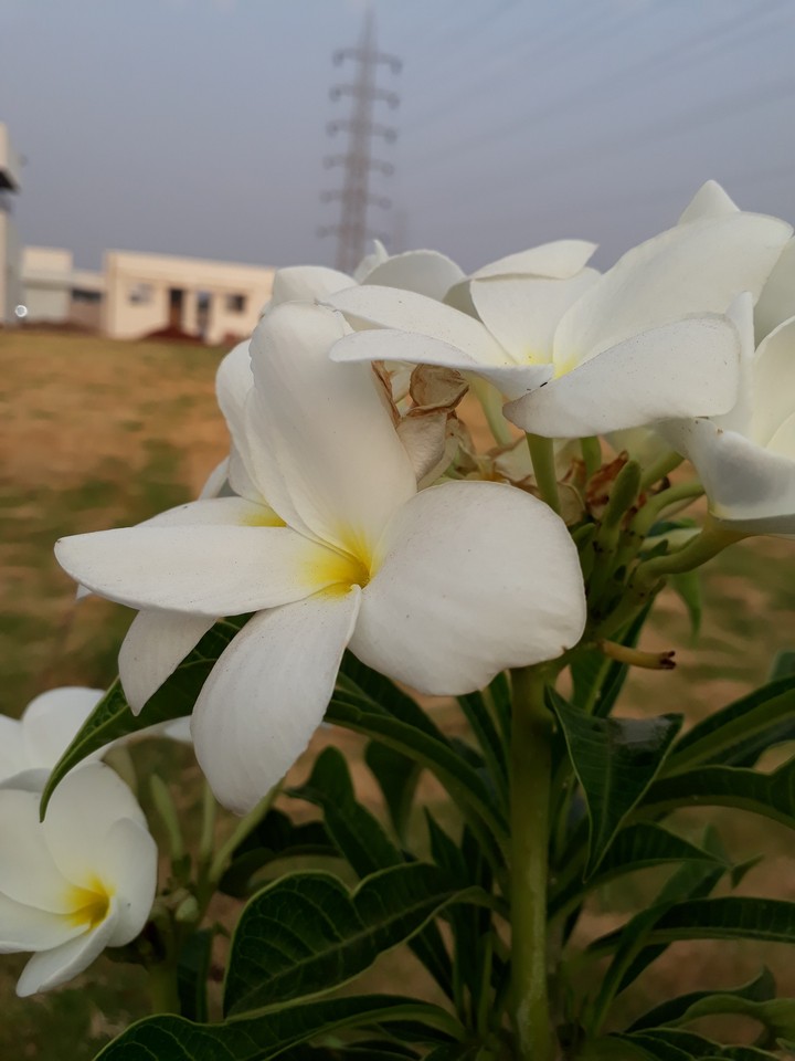 lovely flower