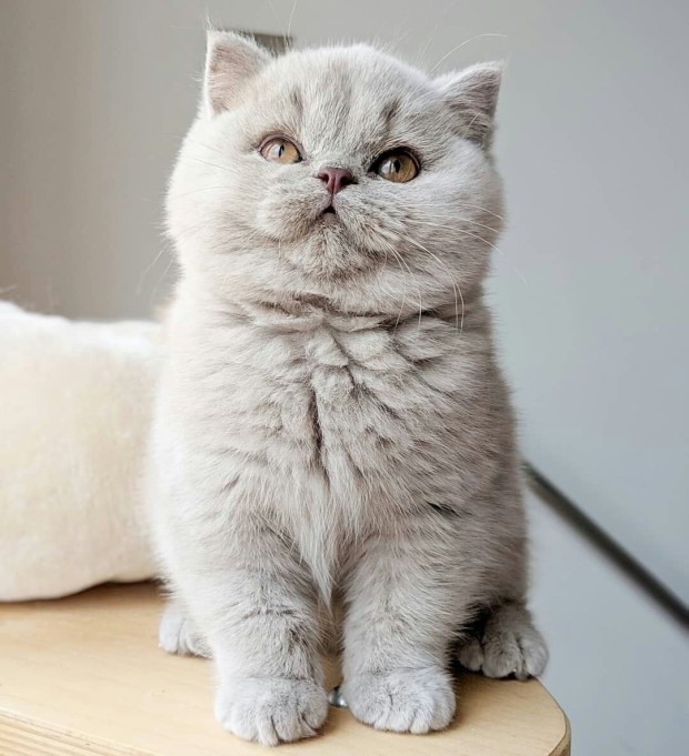 cute cat