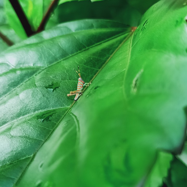 insect