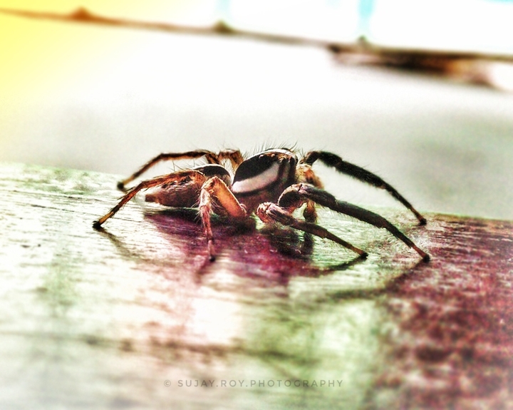 spider