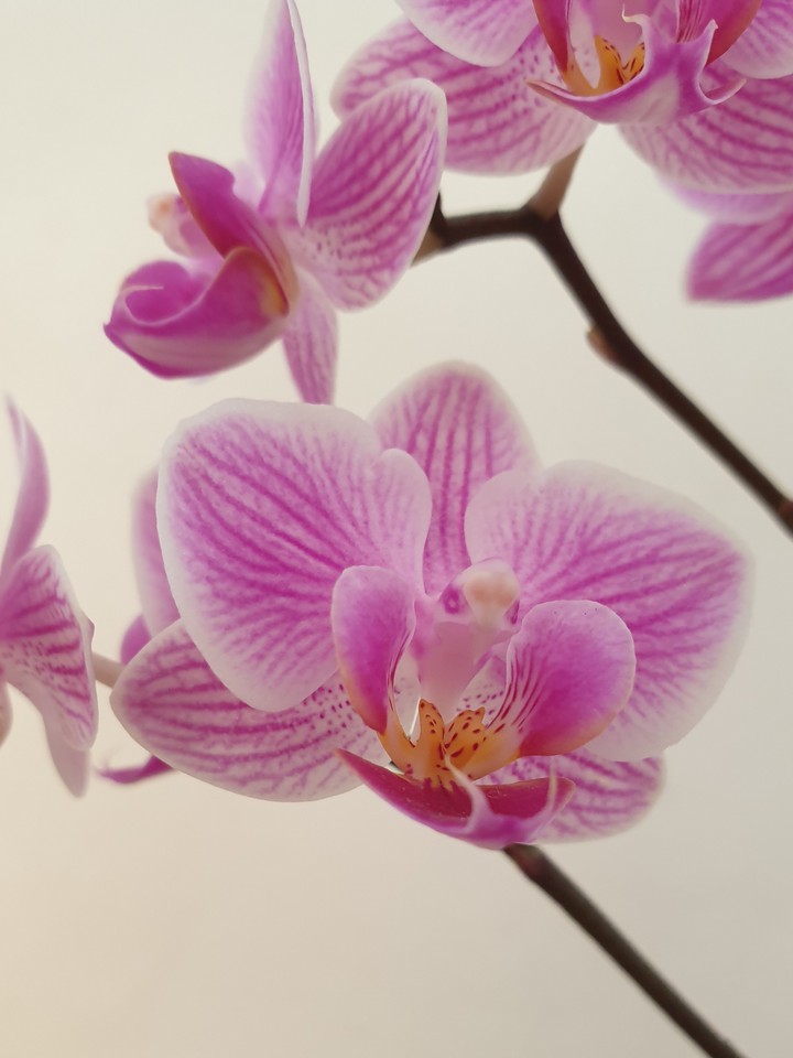 Orchidée oiseau