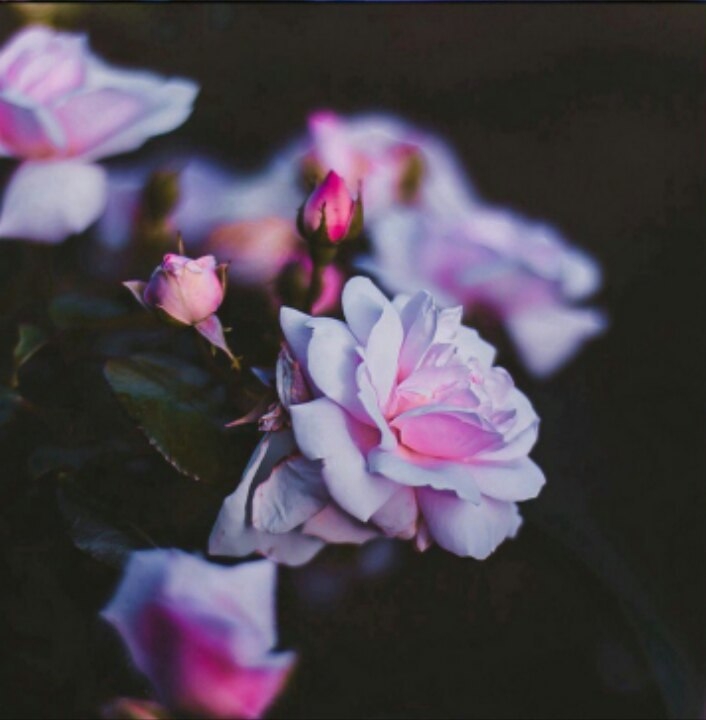 Flowers 2
