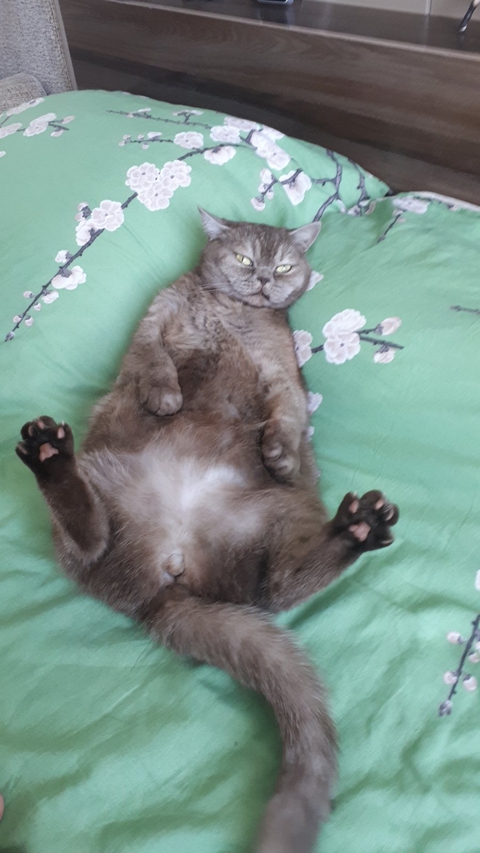 tapety Tail, claw