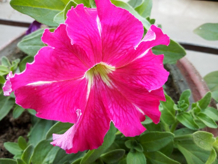 pink more