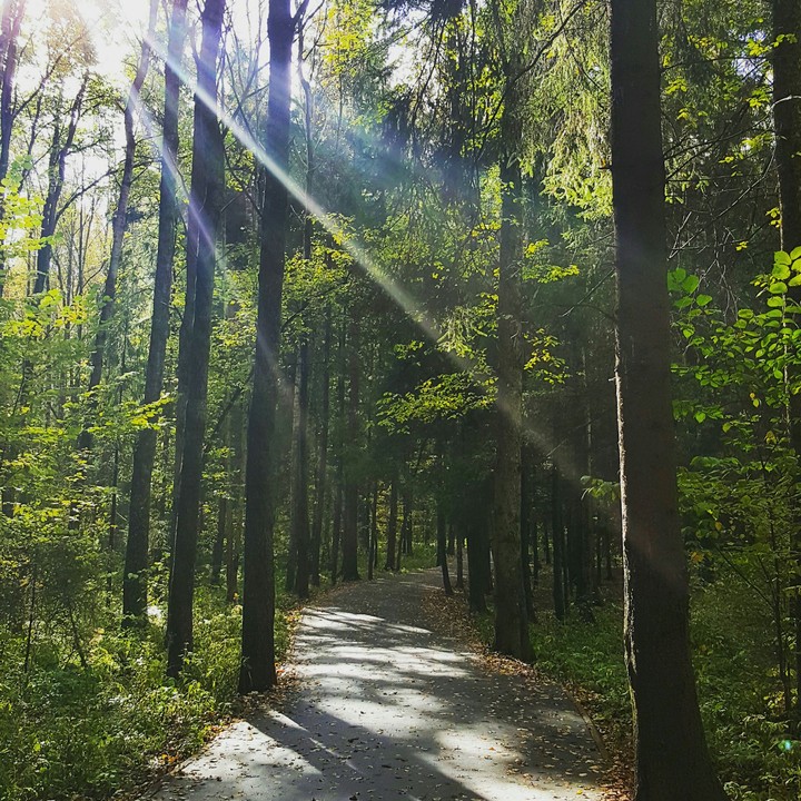 green forest