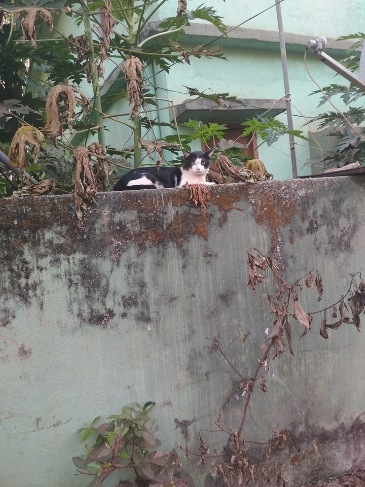 cat