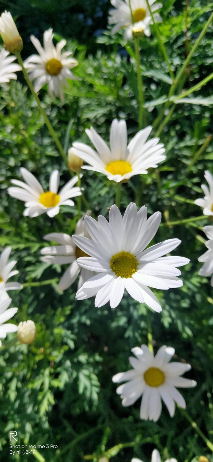 Blossoms
