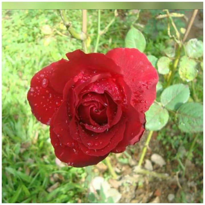 Red Rose
