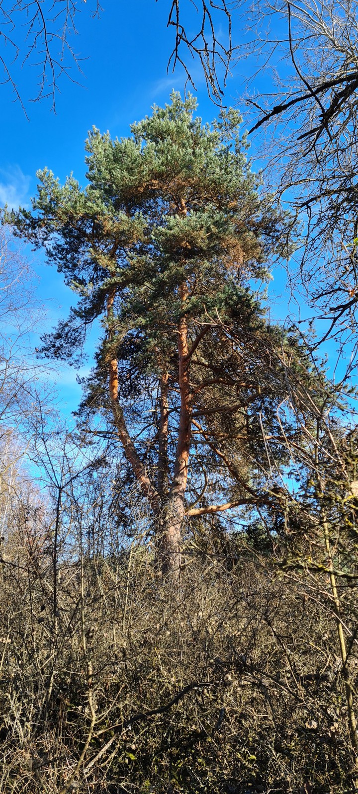 old nature