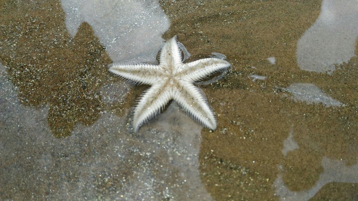 Star fish