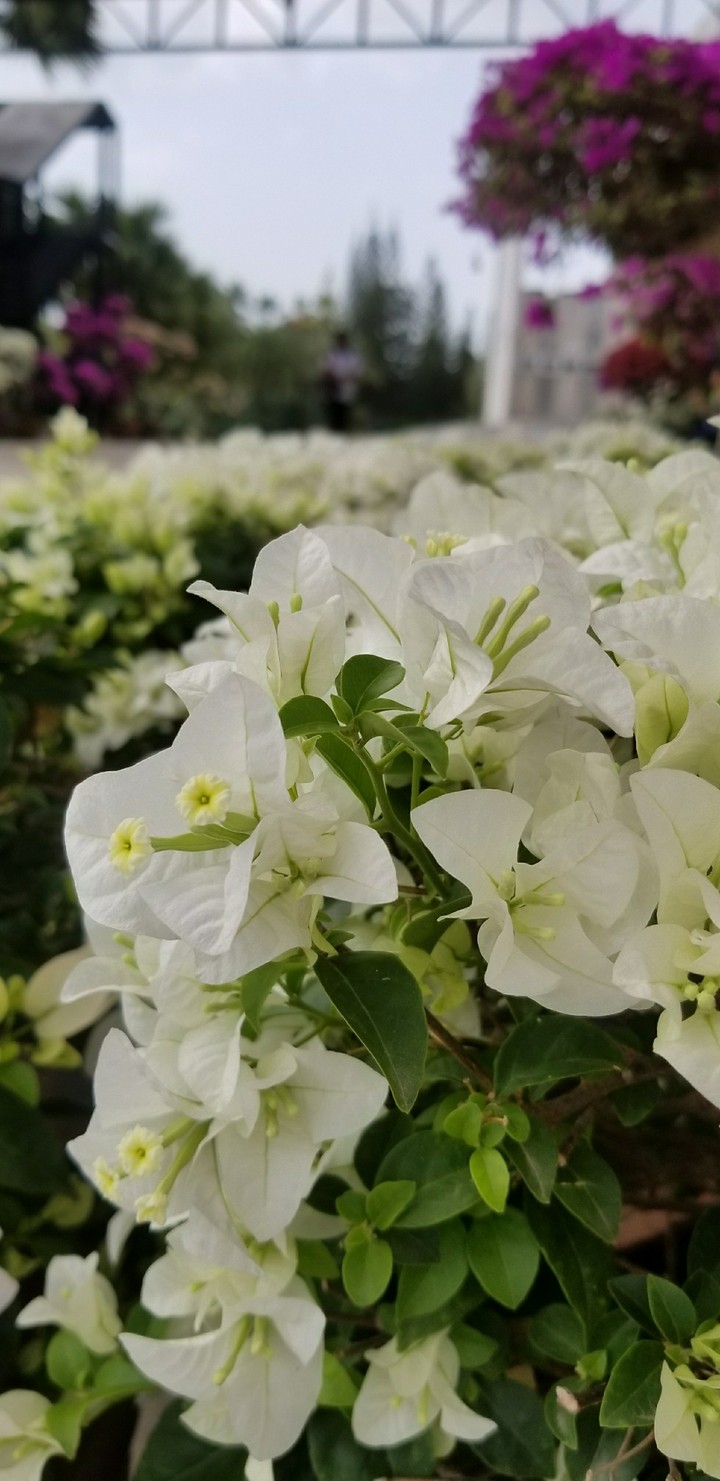 flower