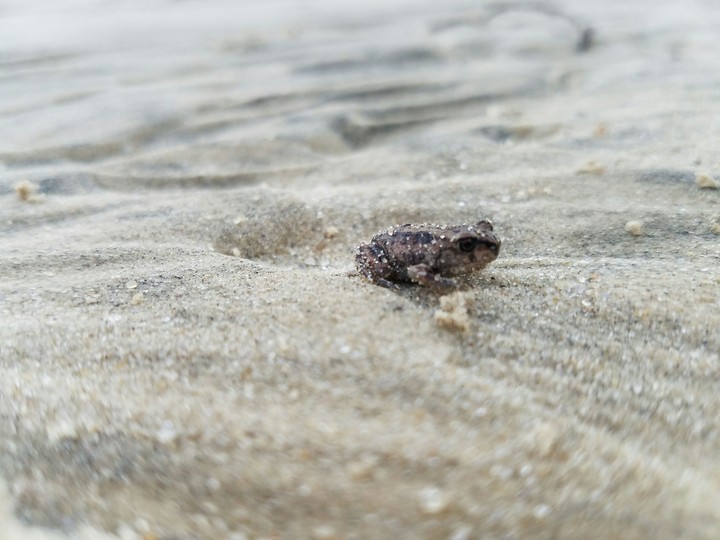 Carolina Peeper