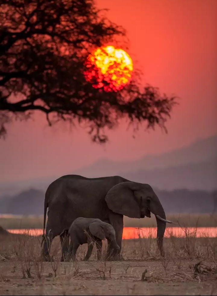 #animal