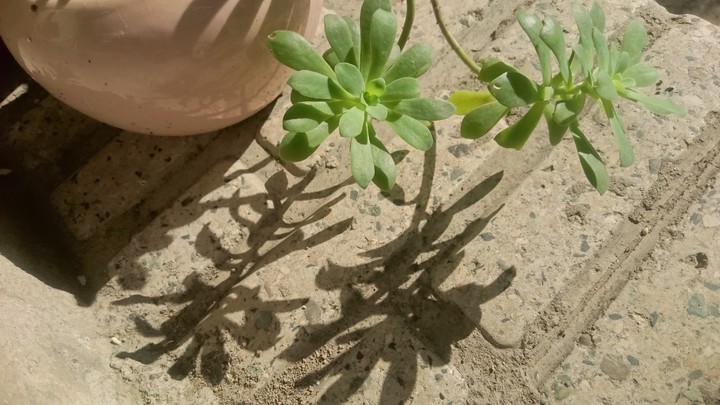 shadow