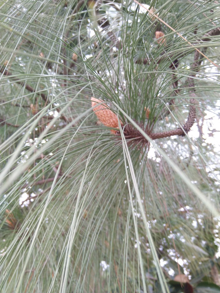 pines