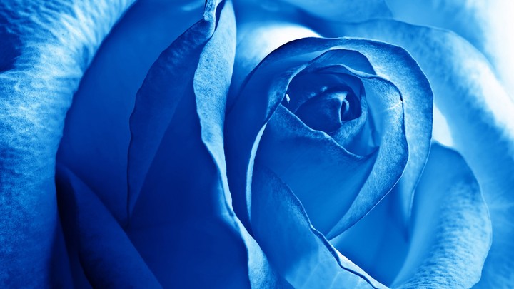 Blue Rose........