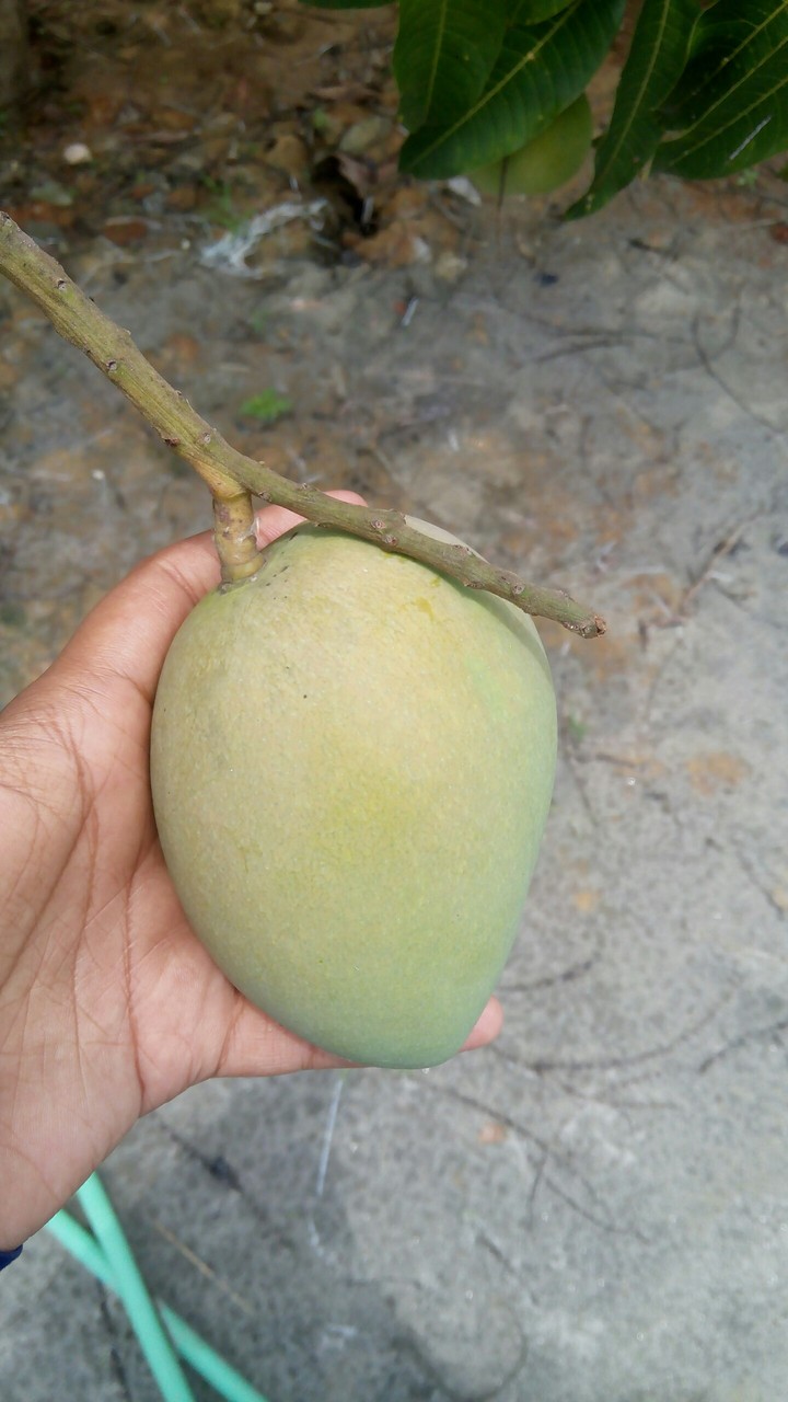 mango