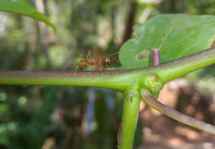 ant
